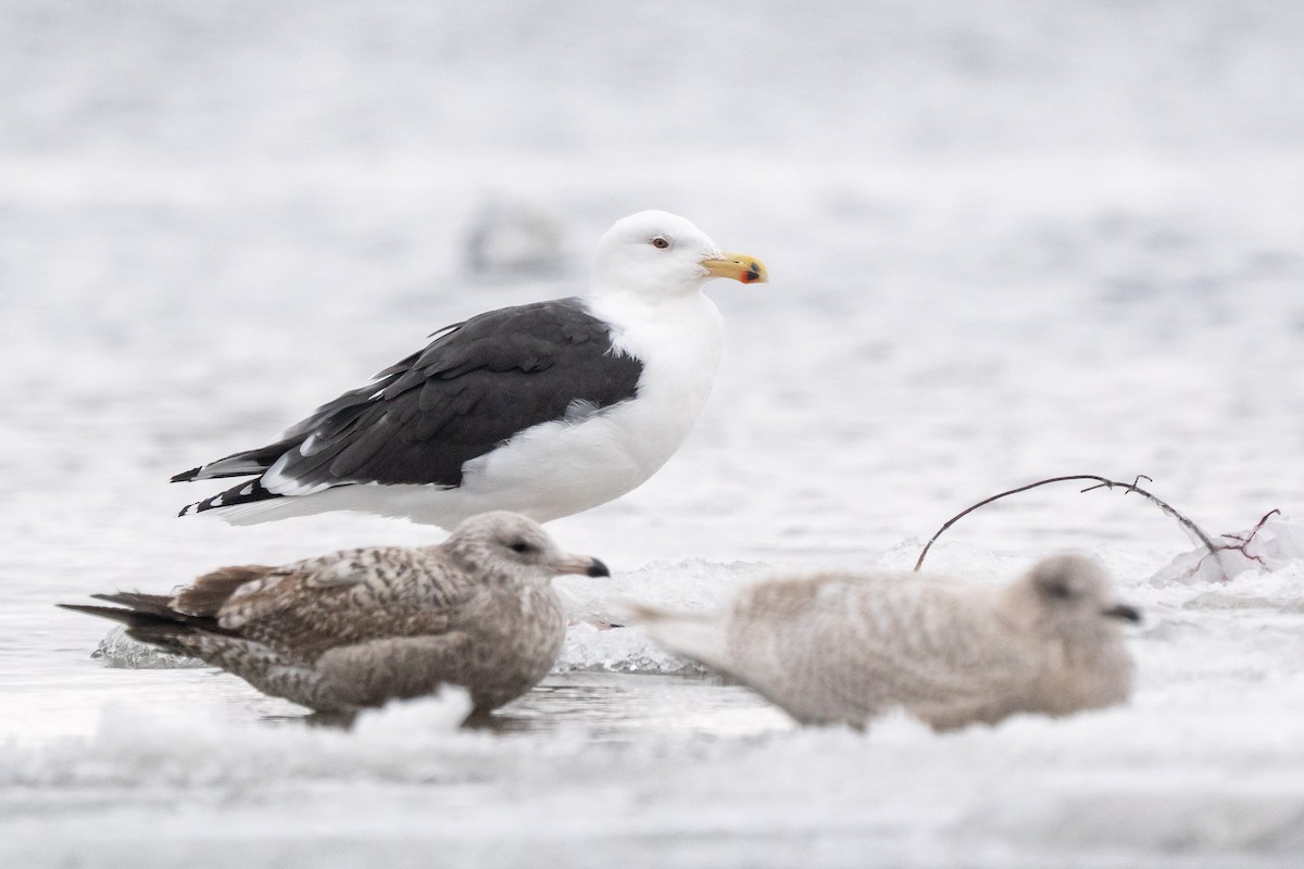 Great Black-backed Gull - ML647645572