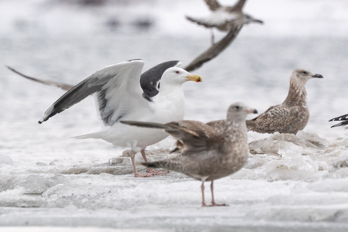 Great Black-backed Gull - ML647645573