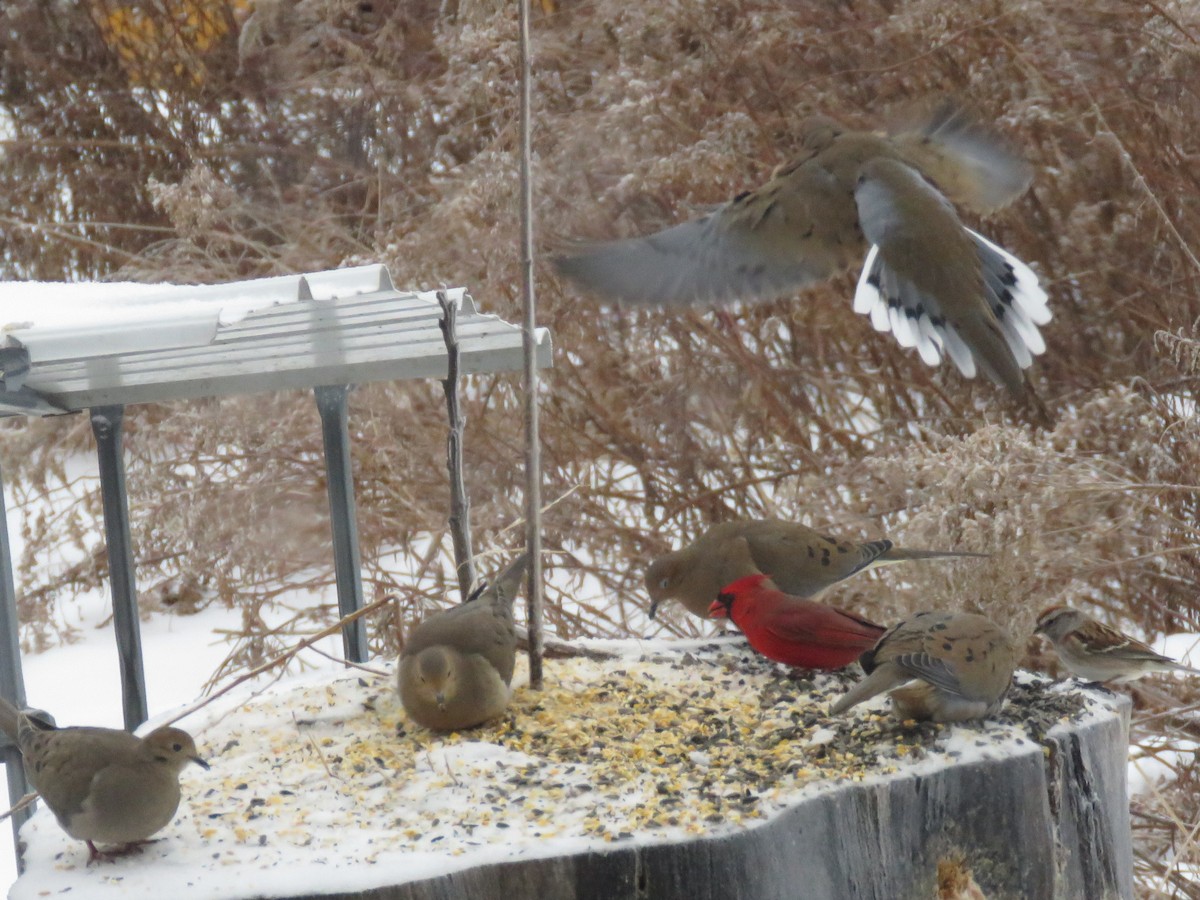 Mourning Dove - ML647645576