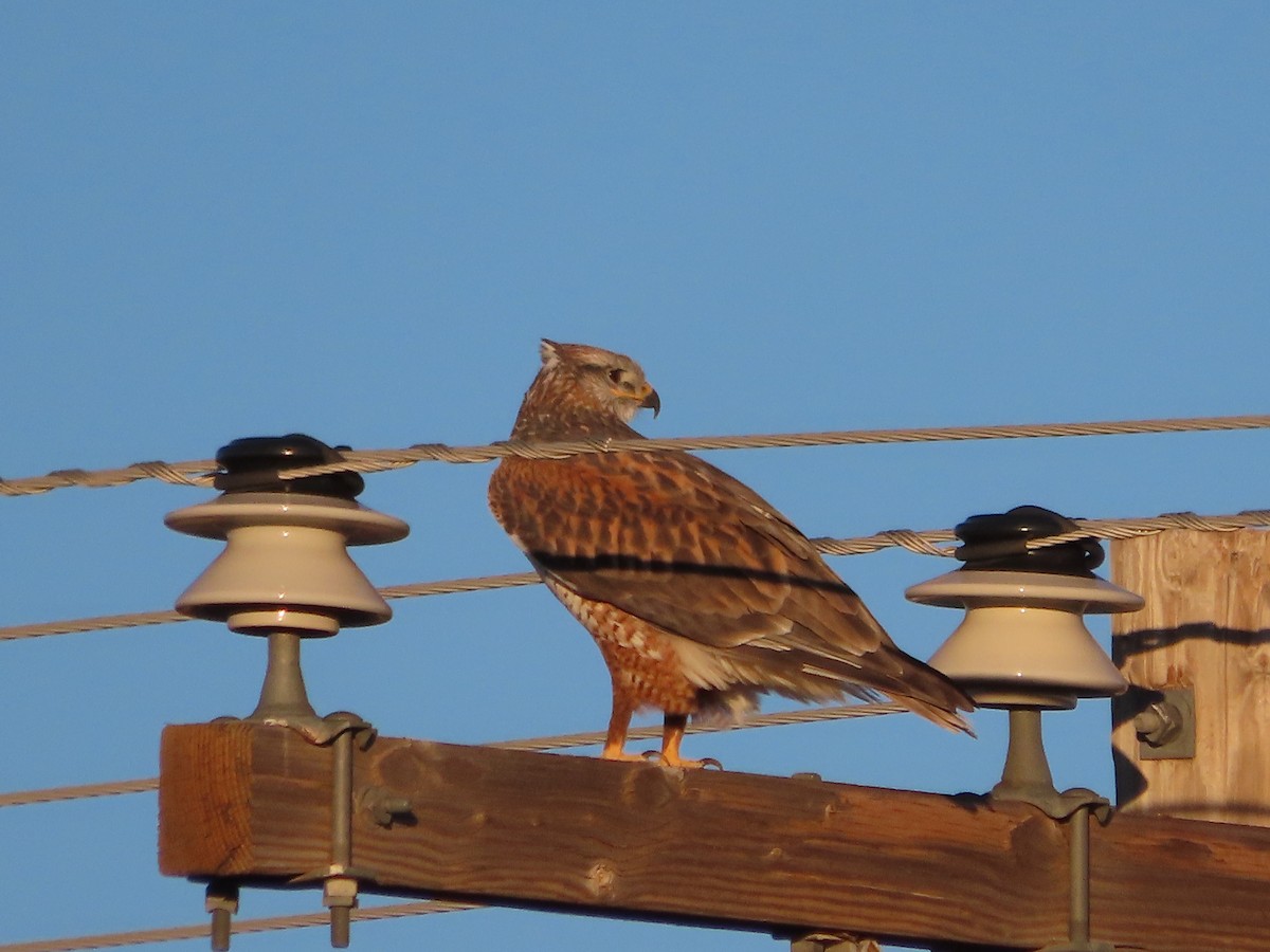 kongevåk - ML647645588