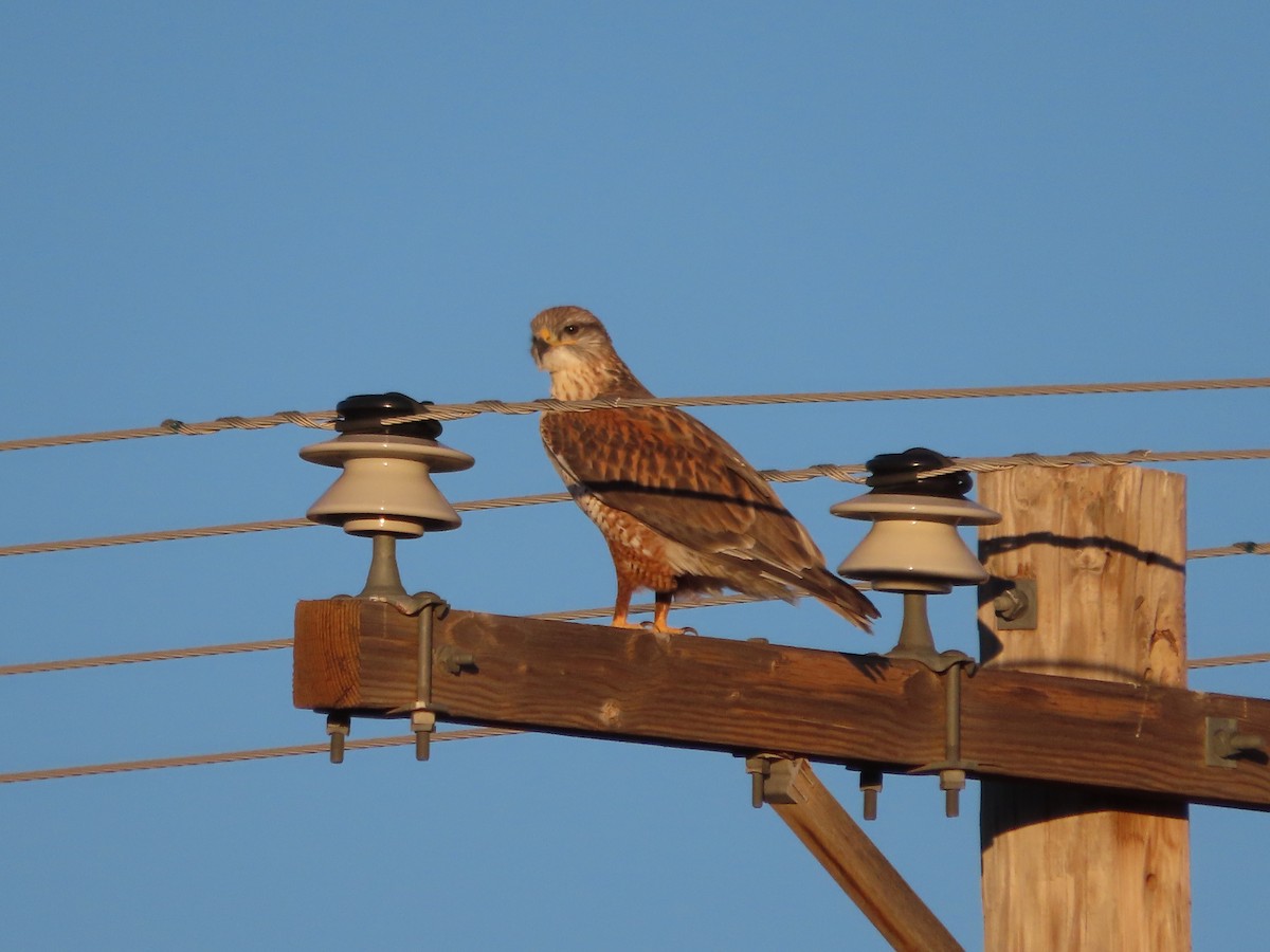 kongevåk - ML647645590