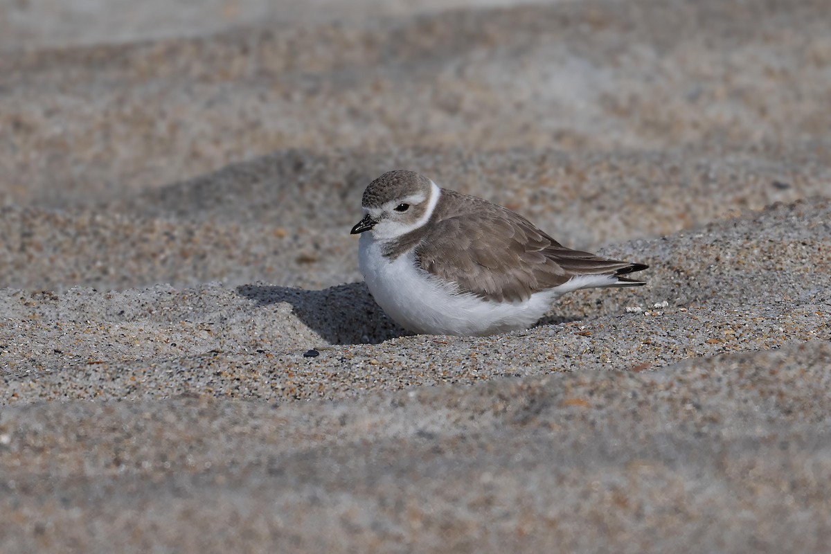 Islıkçı Cılıbıt - ML647645591