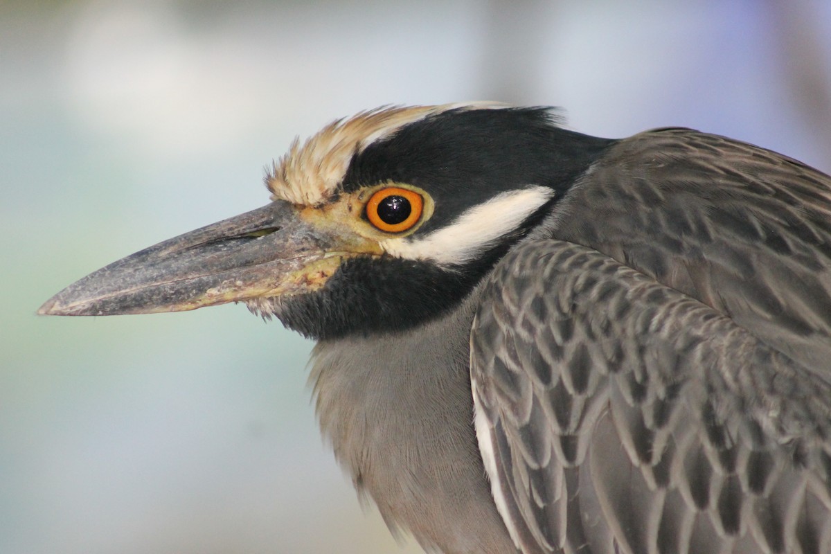 kvakoš žlutočelý - ML647645613