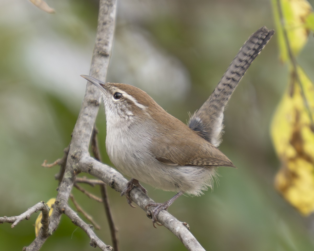 Bewick's Wren - ML647645732
