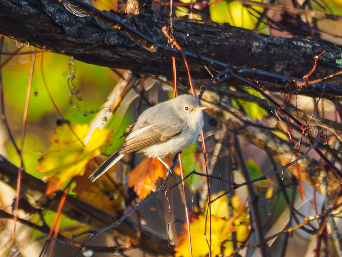 Blue-gray Gnatcatcher - ML647645734