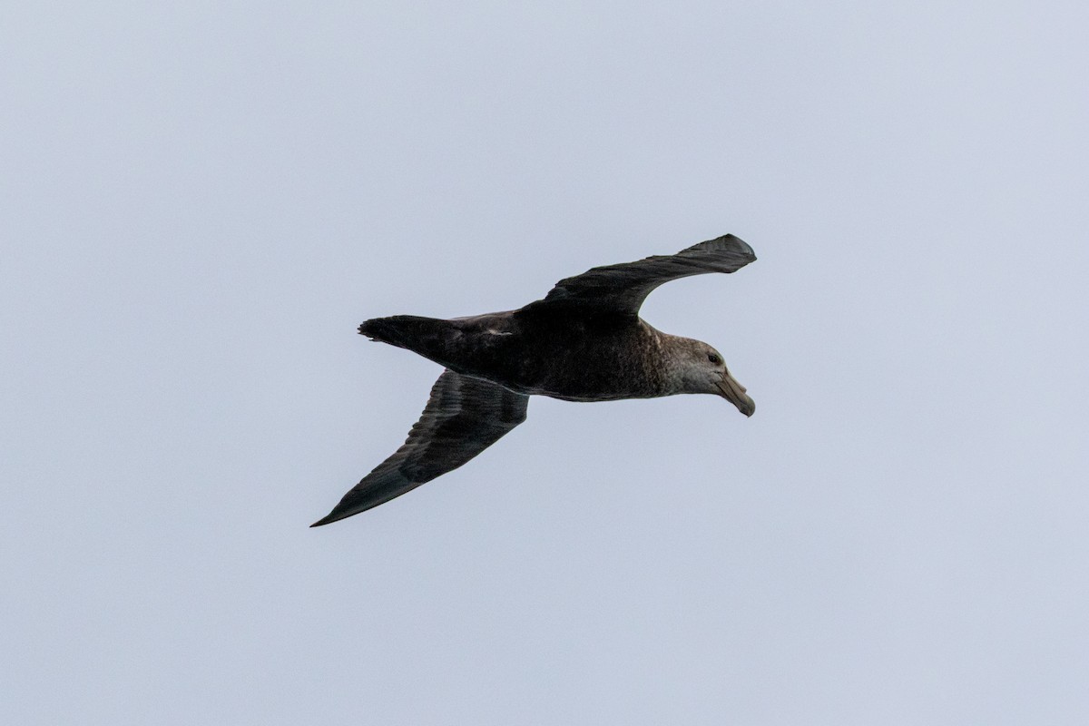 sørkjempepetrell - ML647645740