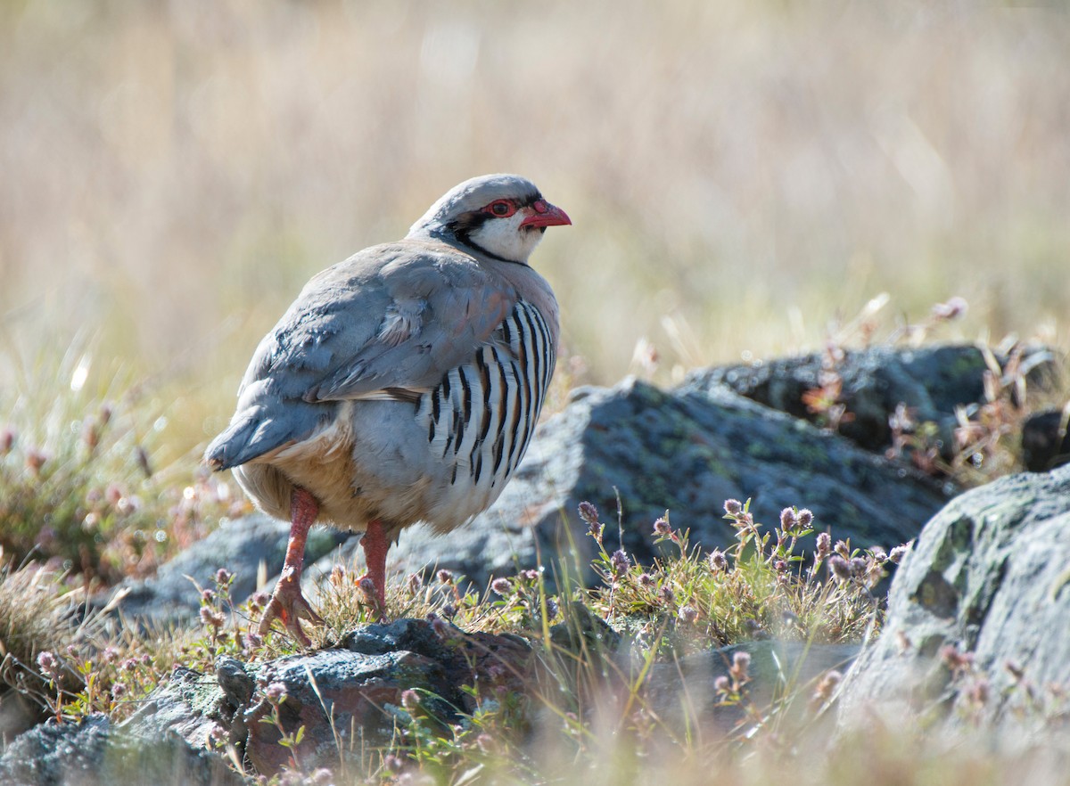 Кеклик кремовогорлий - ML647645745