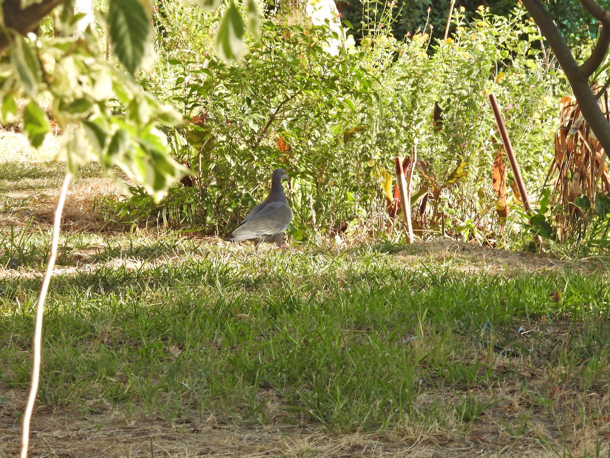 Темнохвостый голубь - ML647645751