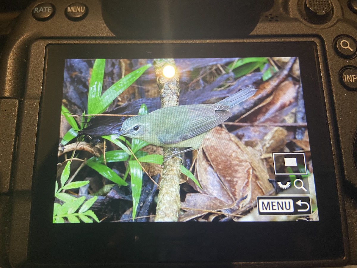 Black-throated Blue Warbler - ML647645753