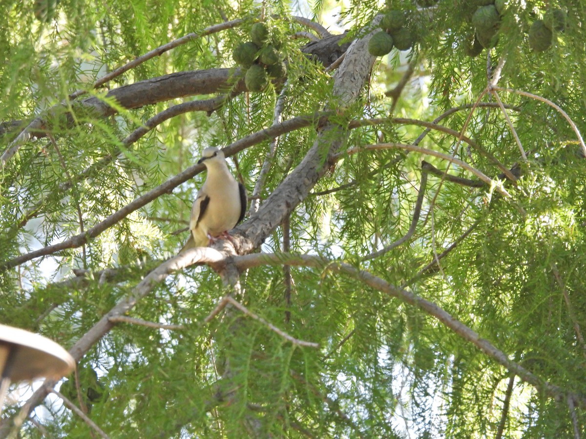 Picui Ground Dove - ML647645779