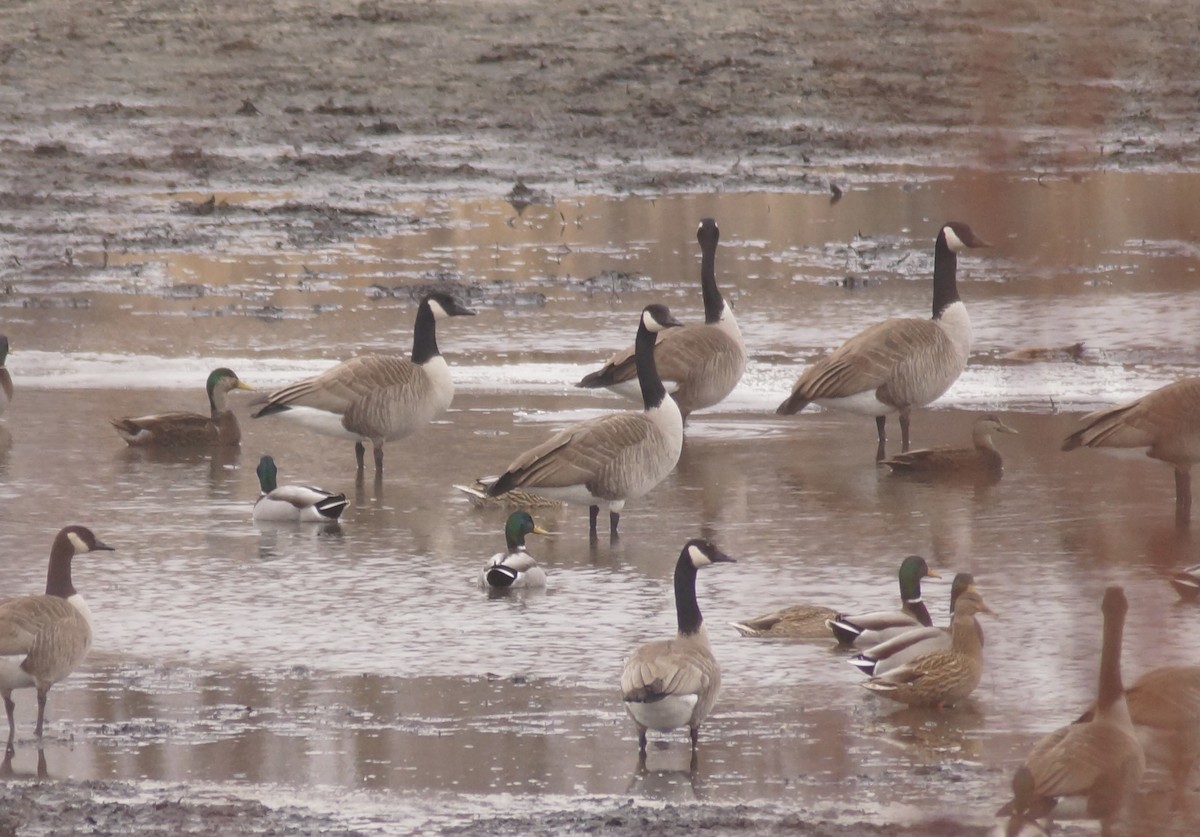 American Black Duck - ML647645787
