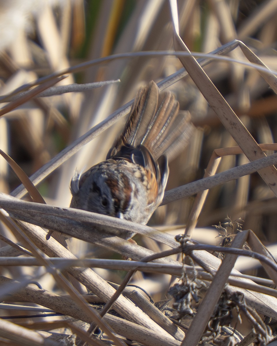 Swamp Sparrow - ML647645792