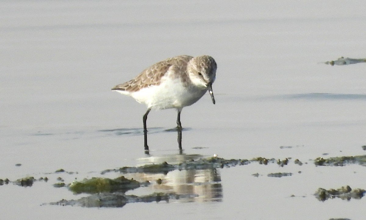 Little Stint - ML647645810