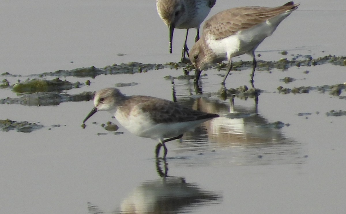 Little Stint - ML647645835