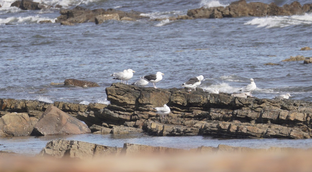 Great Black-backed Gull - ML647645853