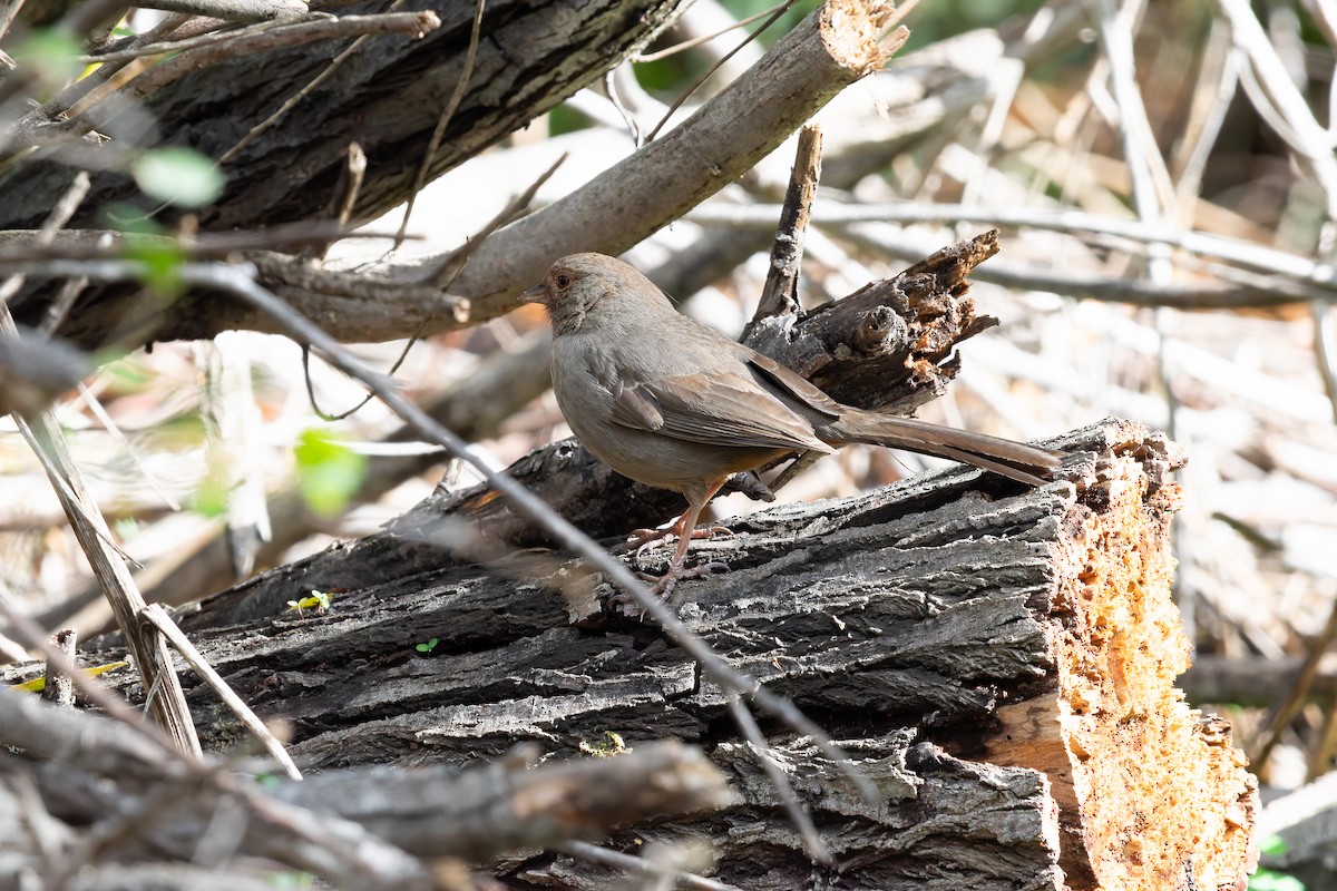 California Towhee - ML647645879