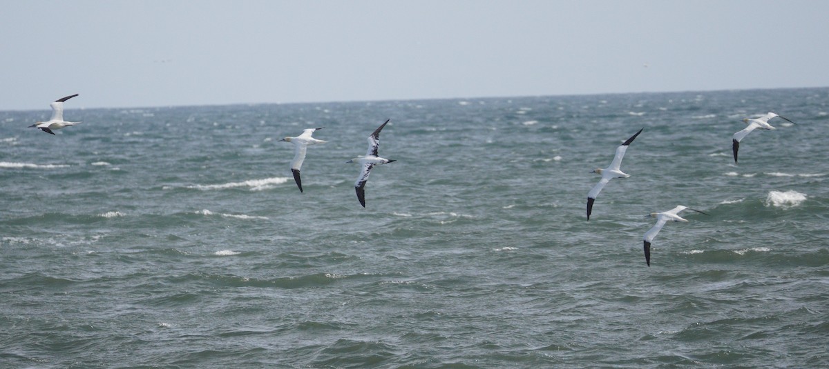 סולה מצויה - ML647645880