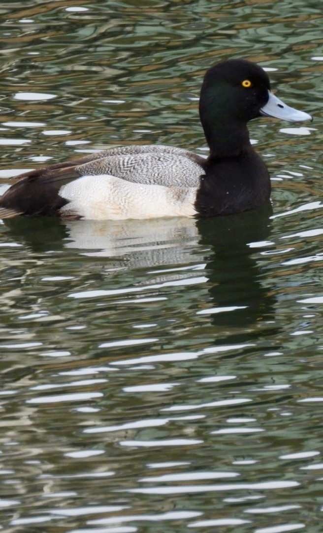 Морская чернеть - ML647645891