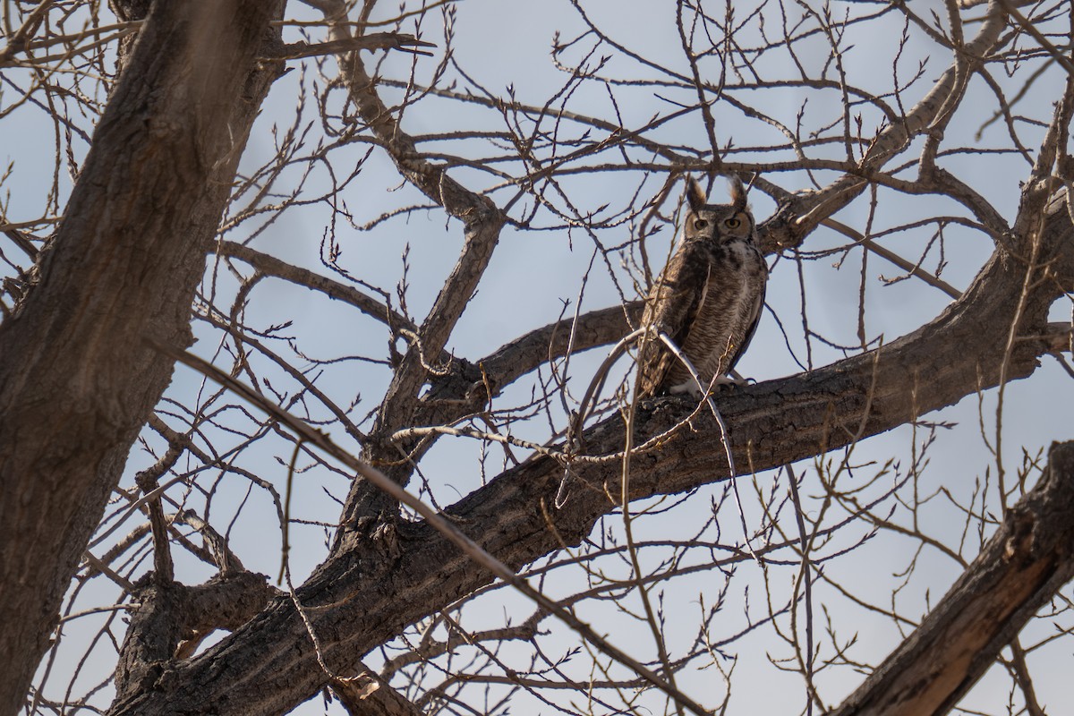 Great Horned Owl - ML647645911