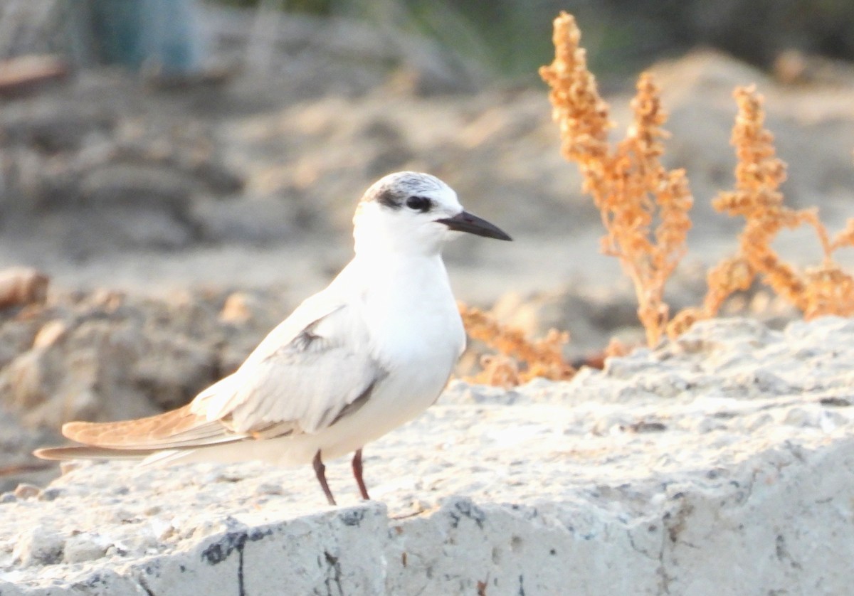 Whiskered Tern - ML647645912