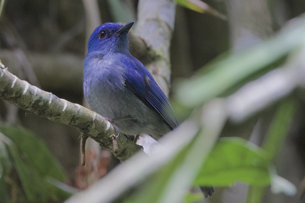 Pale Blue Flycatcher - ML647645913