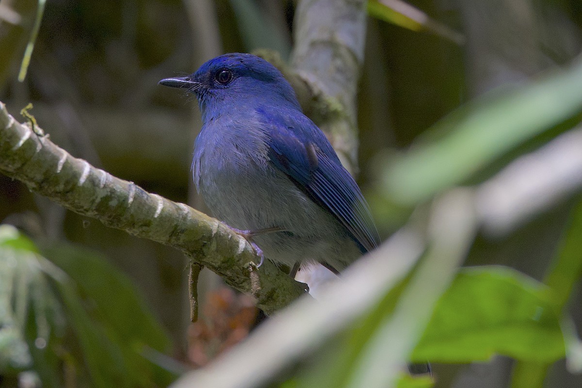 Pale Blue Flycatcher - ML647645914