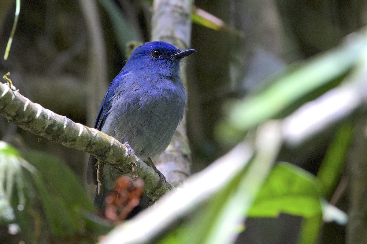 Pale Blue Flycatcher - ML647645915