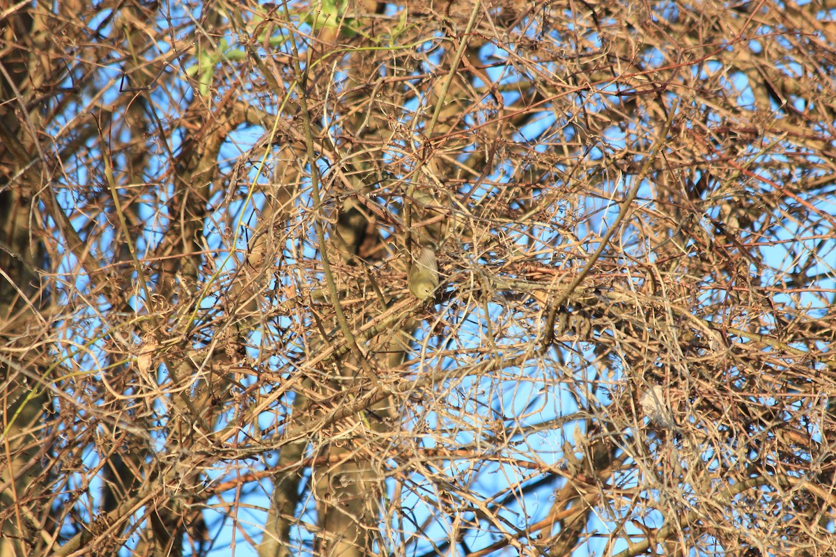 Orange-crowned Warbler - ML647645916