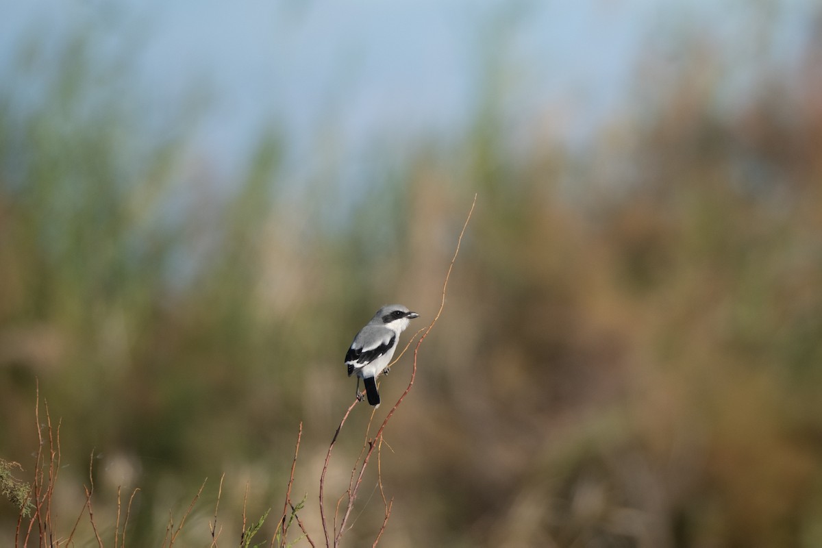 Loggerhead Shrike - ML647645917