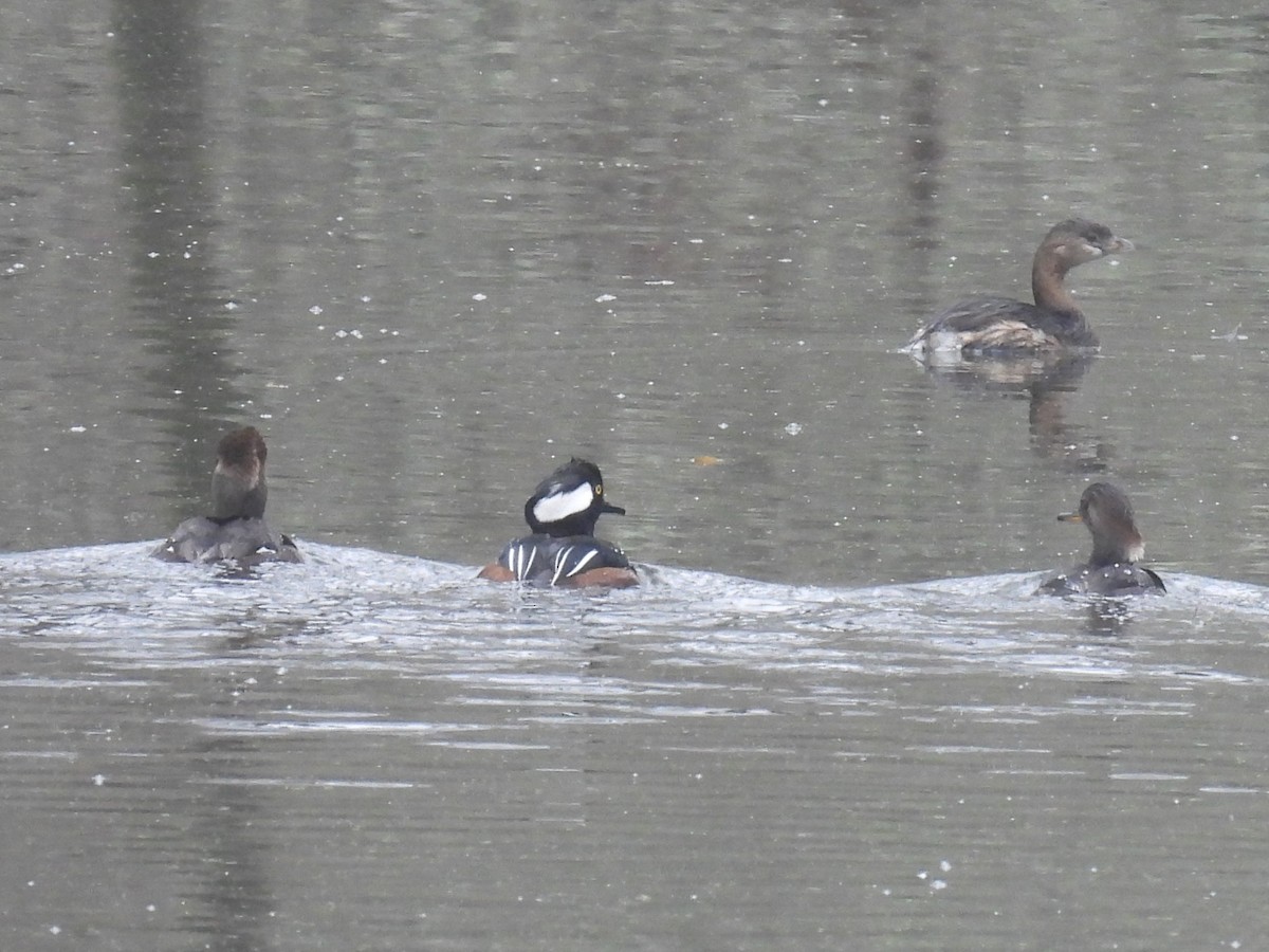 Hooded Merganser - ML647645918