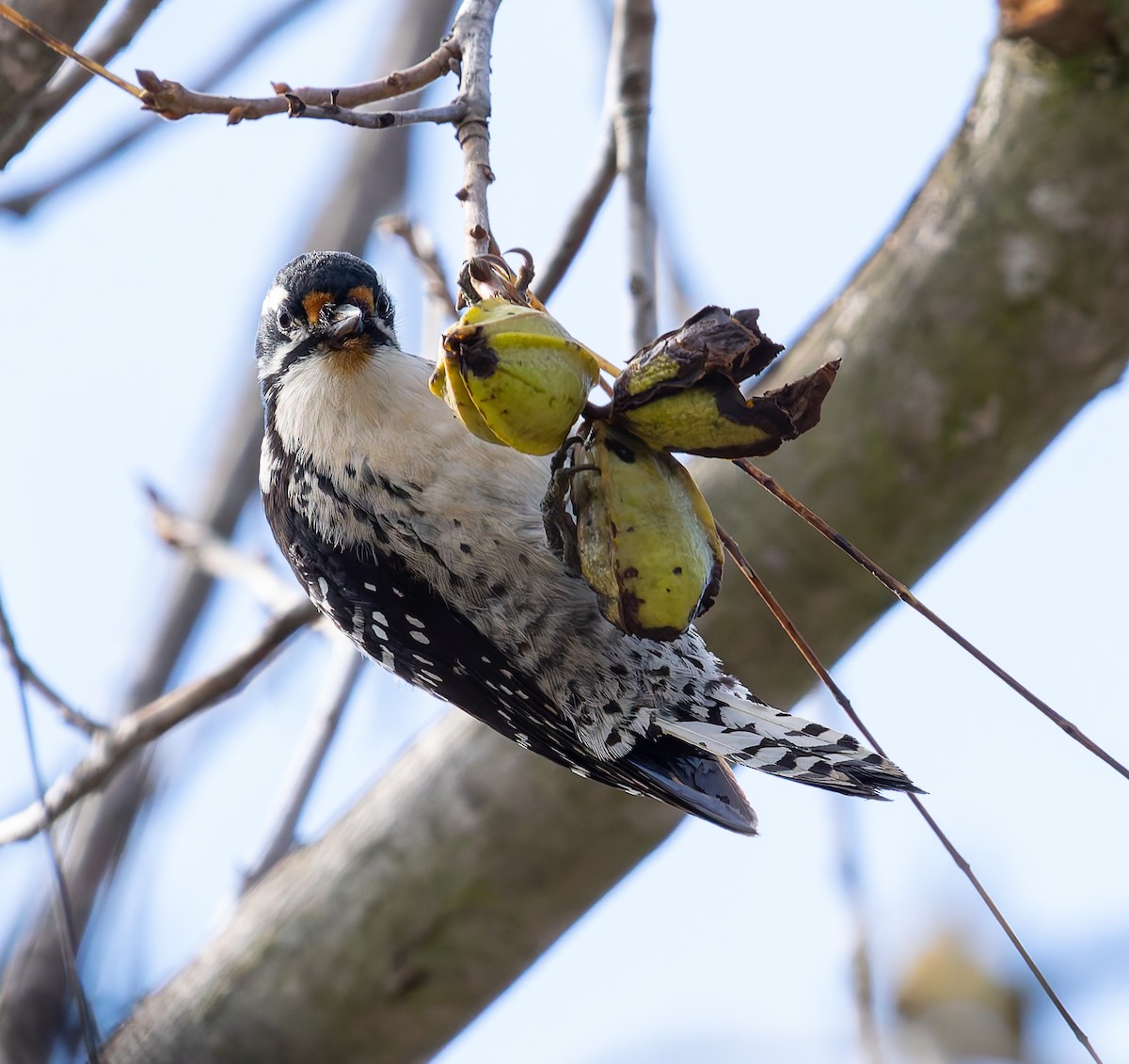 Nuttall's Woodpecker - ML647645919