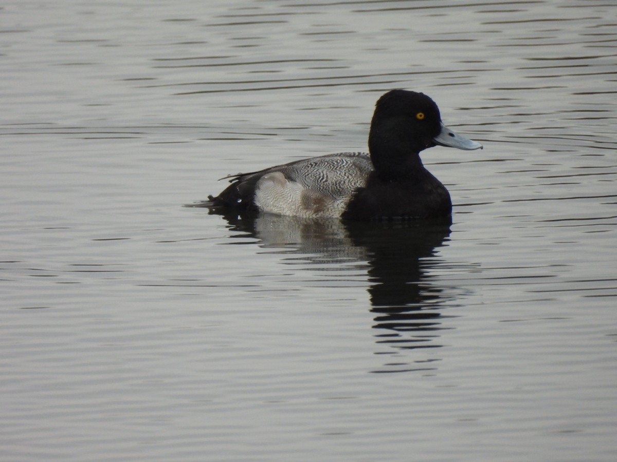 Lesser Scaup - ML647645920