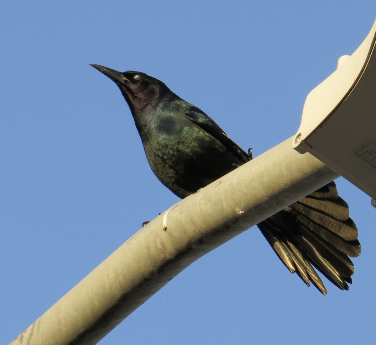 Boat-tailed Grackle - ML647645921