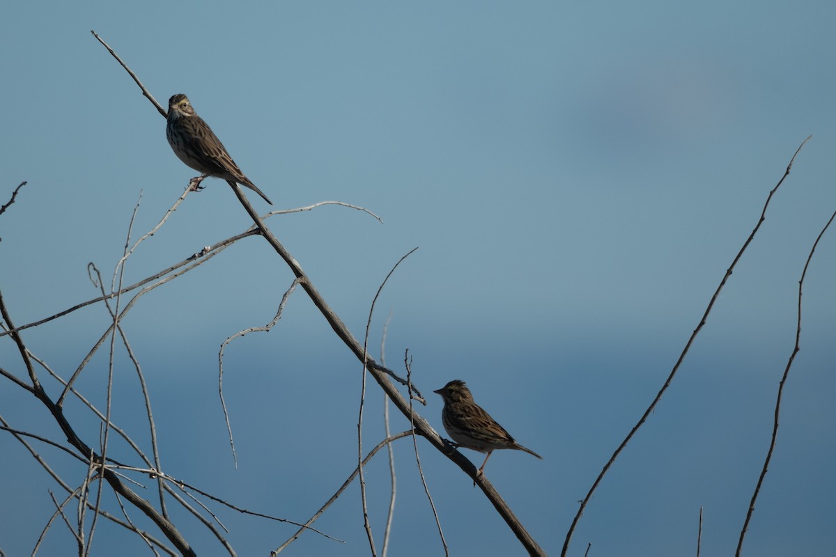 Savannah Sparrow - ML647645922