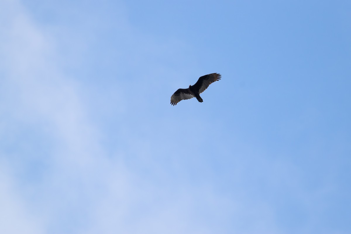 Turkey Vulture - ML647645923
