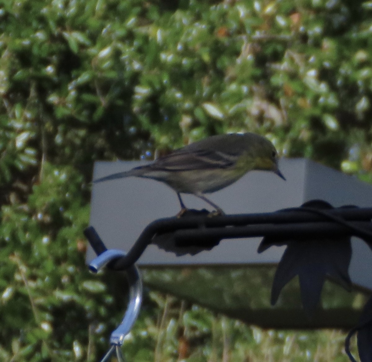 Pine Warbler - ML647645924