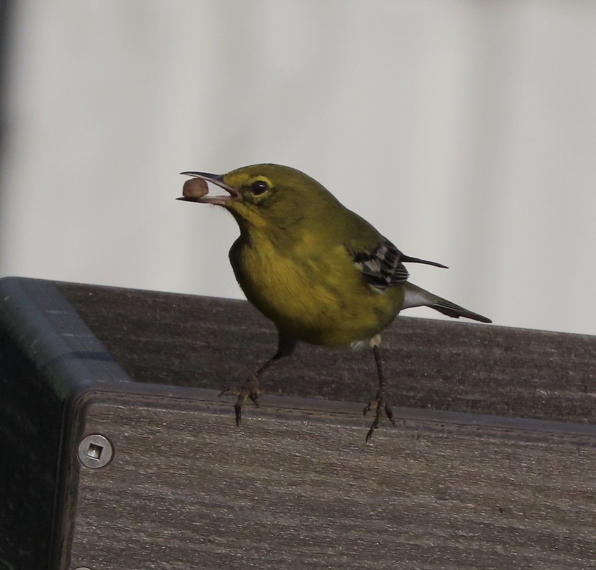 Pine Warbler - ML647645925