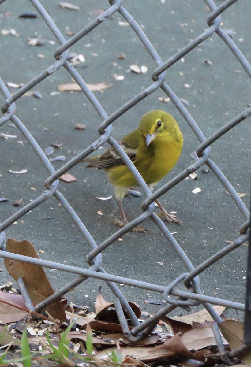 Pine Warbler - ML647645926