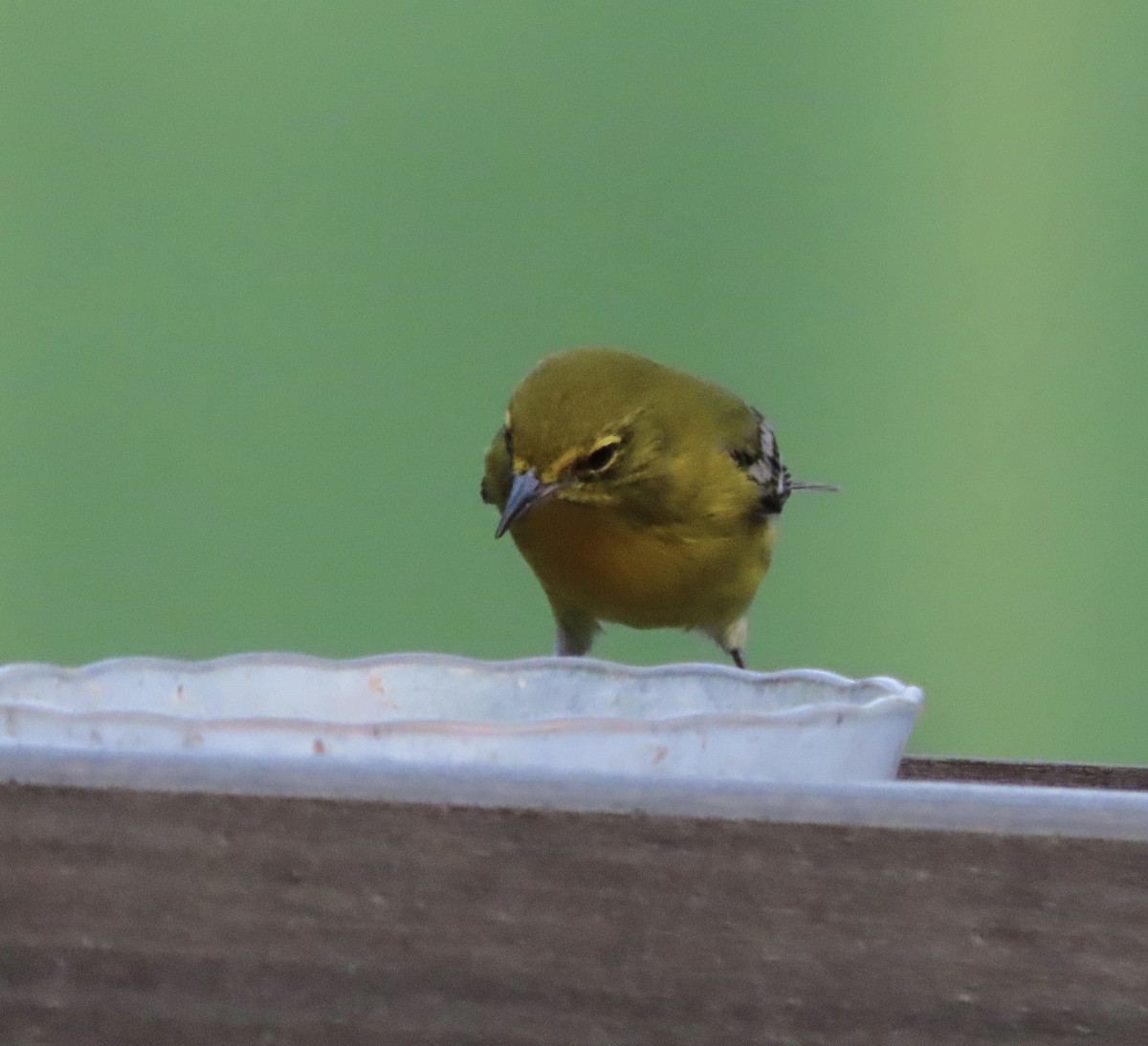 Pine Warbler - ML647645927