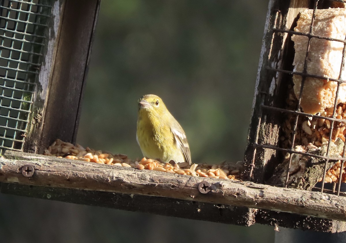 Pine Warbler - ML647645928