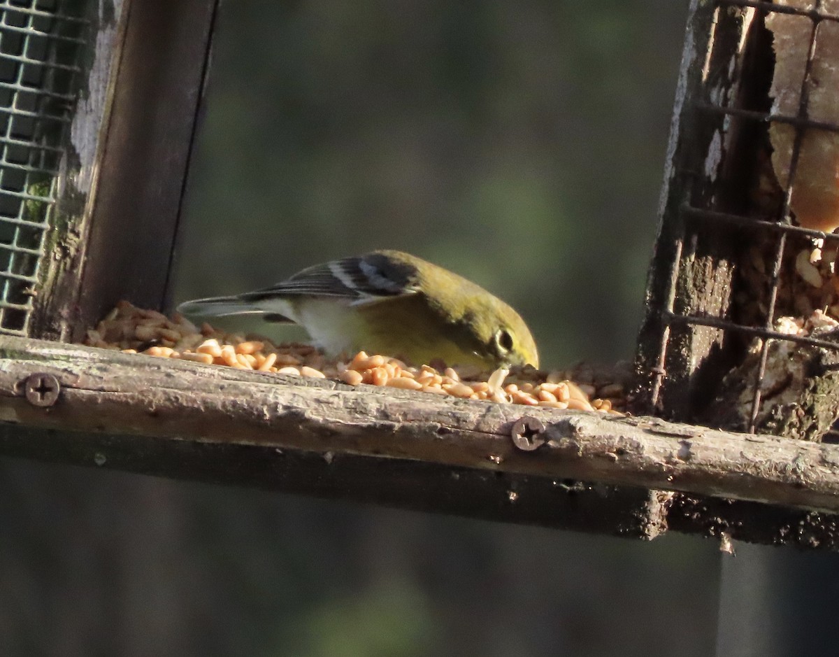 Pine Warbler - ML647645929