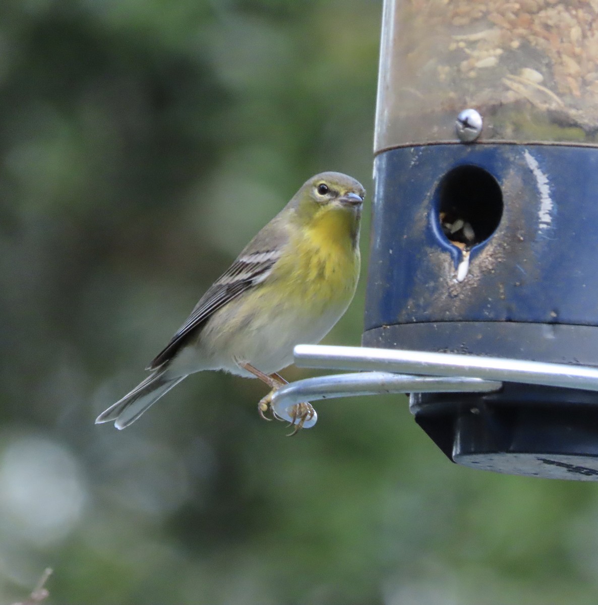 Pine Warbler - ML647645930