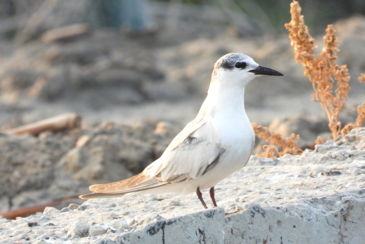 Whiskered Tern - ML647645932