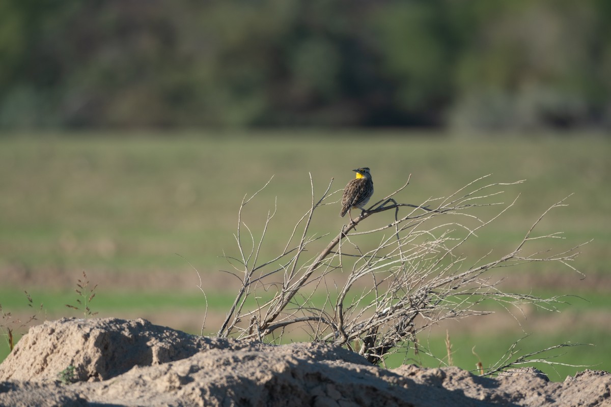 Western Meadowlark - ML647645941