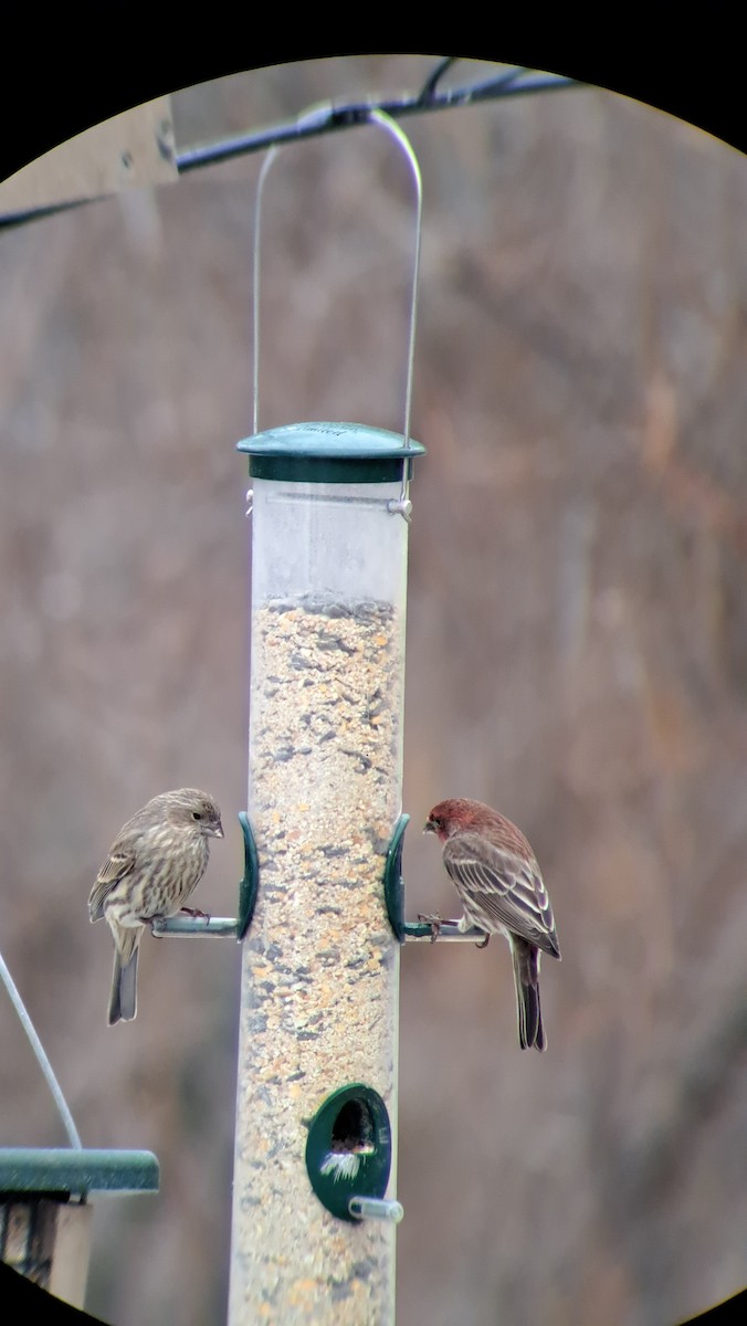 House Finch - ML647645949
