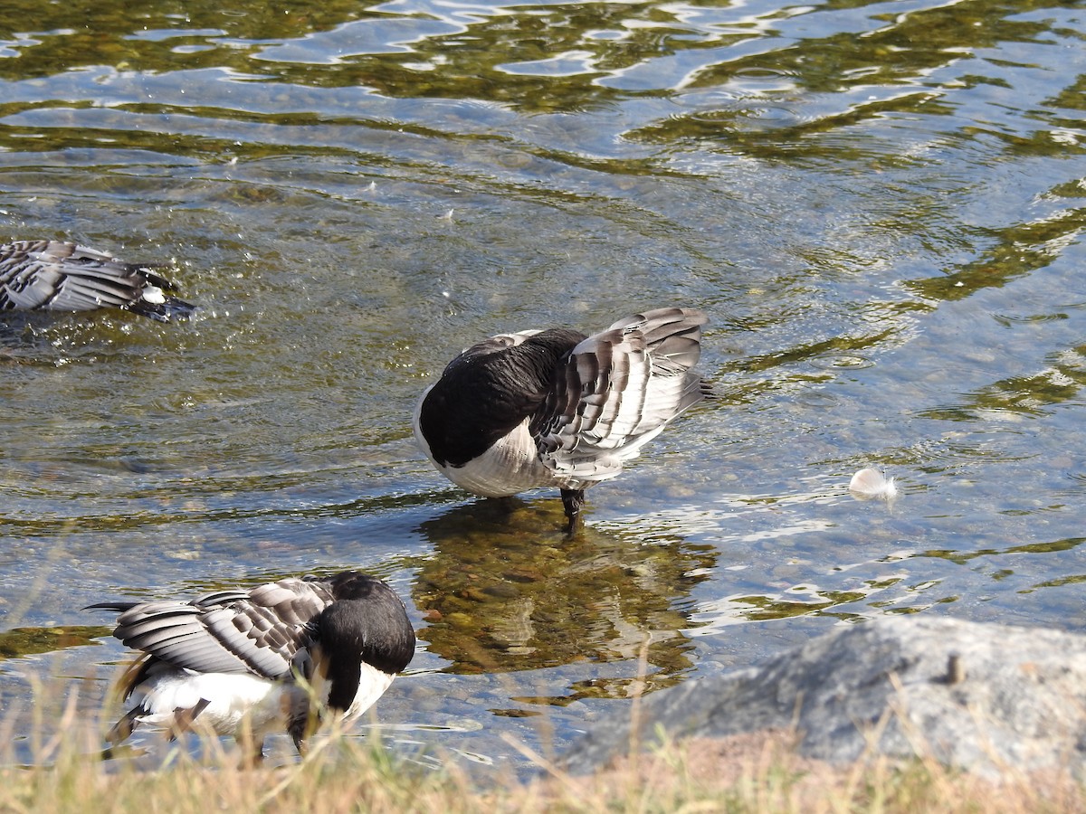 Barnacle Goose - ML647645950