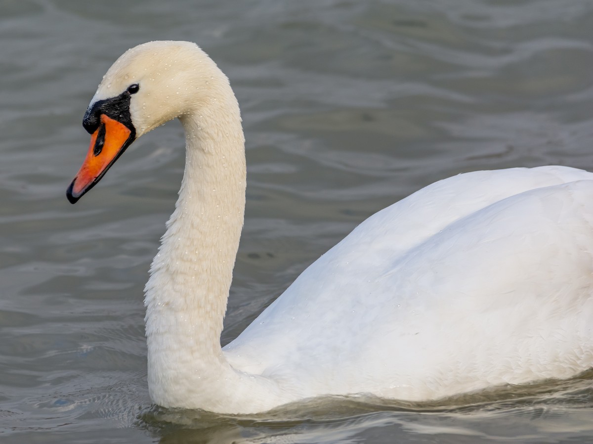 Mute Swan - ML647645951
