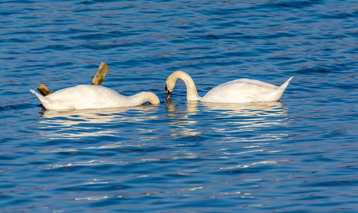 Mute Swan - ML647645952
