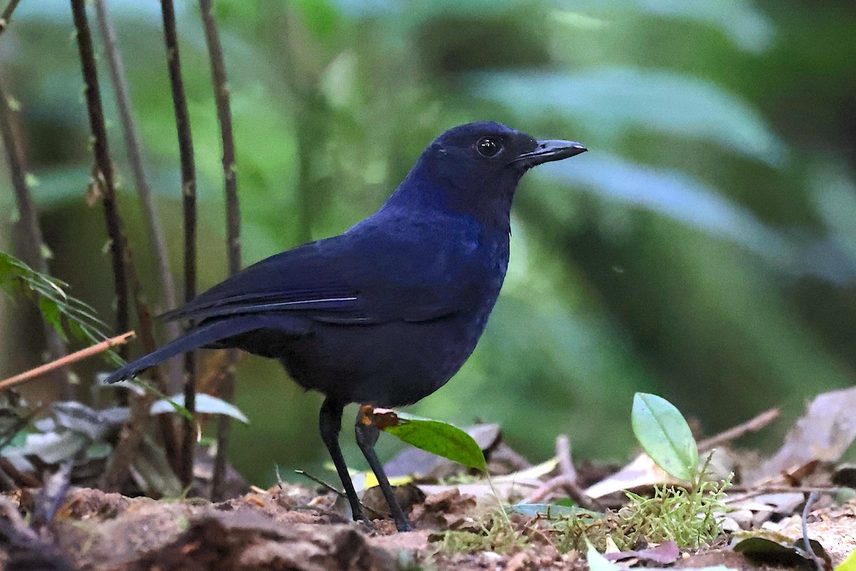 Javan Whistling-Thrush - ML647645953