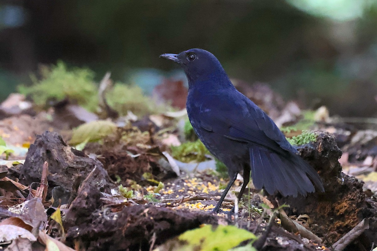 Javan Whistling-Thrush - ML647645954